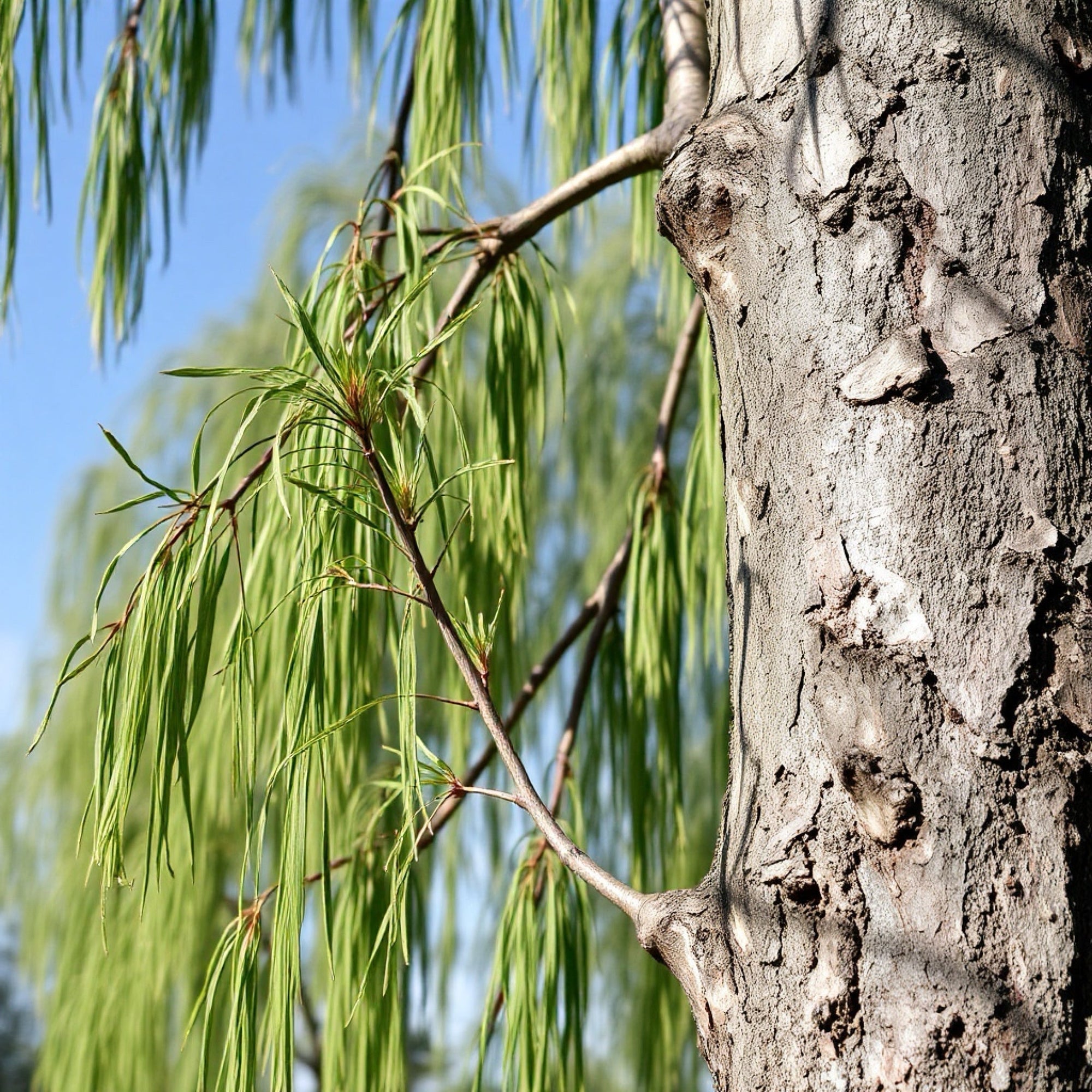Ingredient Spotlight: Willow Bark - Nature’s Ancient Healer for a Balanced Scalp